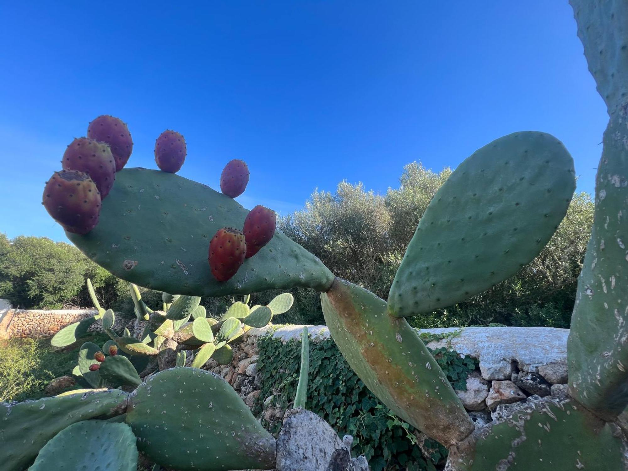 Balear Hotel Ciutadella  Εξωτερικό φωτογραφία